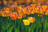 Orange Tulips_53223